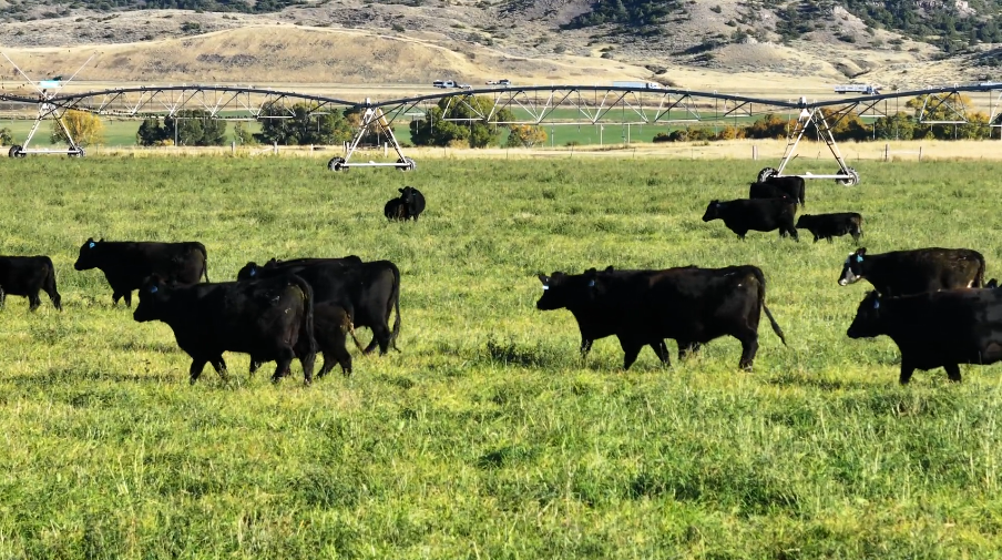 3-4 yr old, April – May calving, Ship Nov 1-15th!- BC1016A5